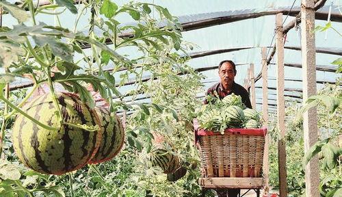 韩城黄河滩吃瓜某网红,揭秘黄河滩西瓜的独特魅力  第2张